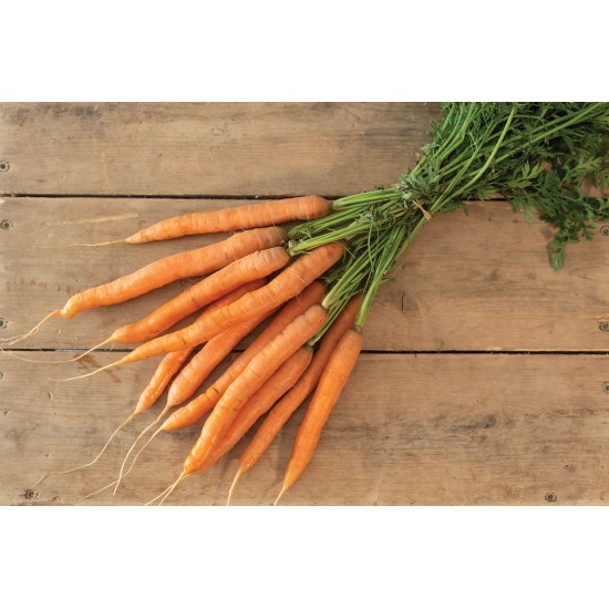 Adana - (F1) Carrot Seeds