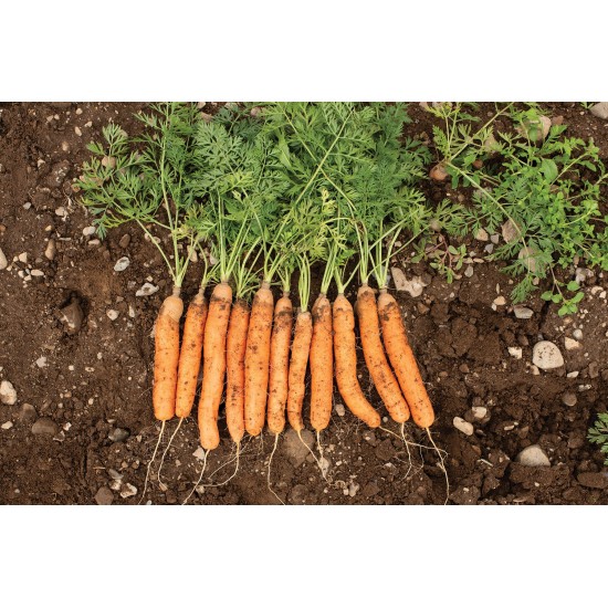 Adelaide - (F1) Carrot Seed