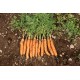 Adelaide - (F1) Carrot Seed