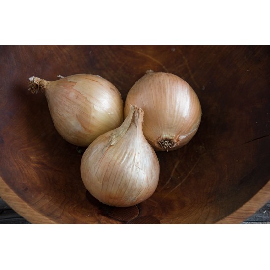 Ailsa Craig - Organic Onion Seed