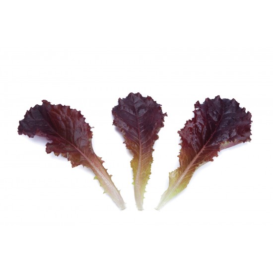 Alboreto - Lettuce Seed