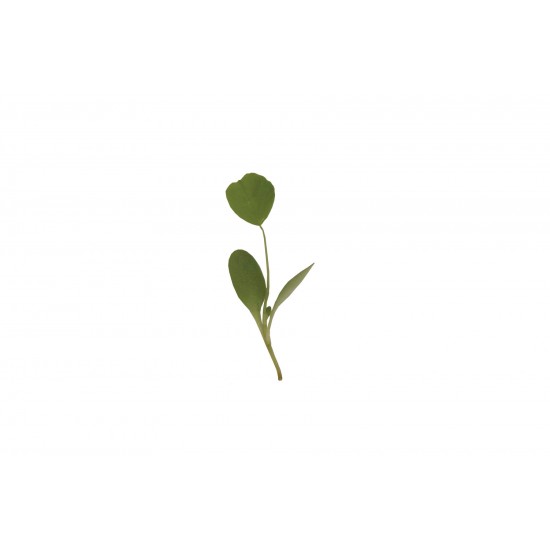 Alfalfa - Organic Microgreen Seed