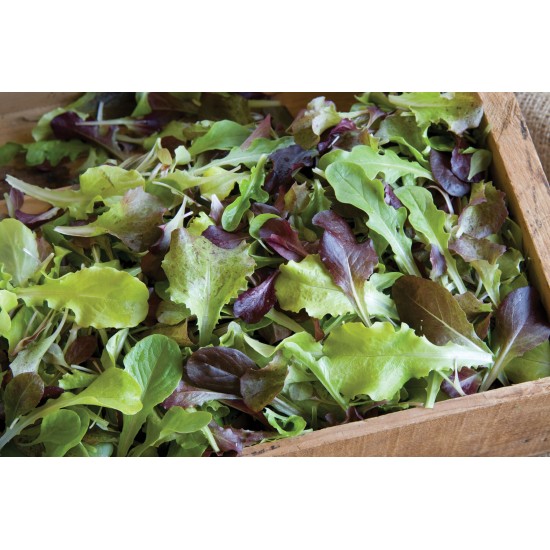 Allstar Gourmet Lettuce Mix - Lettuce Seeds