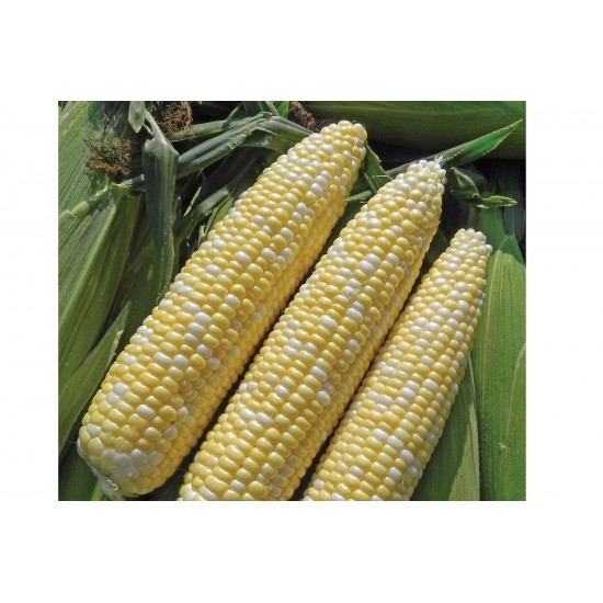 Allure - Organic (F1) Corn Seed