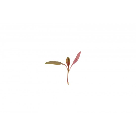 Amaranth, Bicolor - Microgreen Seed