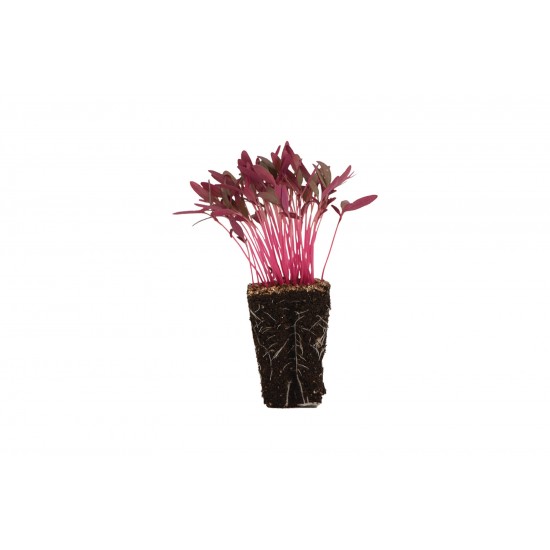 Amaranth, Garnet Red - Organic Microgreen