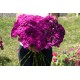 Amazon Neon Purple  Dianthus Seed