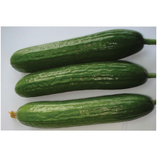 Amiga - (F1) Cucumber Seed