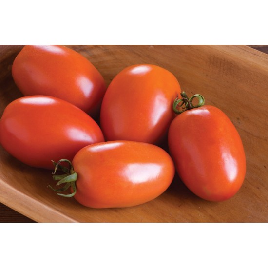 Amish Paste - Organic Tomato Seed