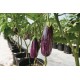 Angela - (F1) Eggplant Seed