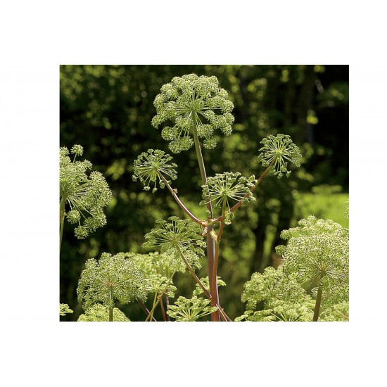 Angelica - Herb Seed