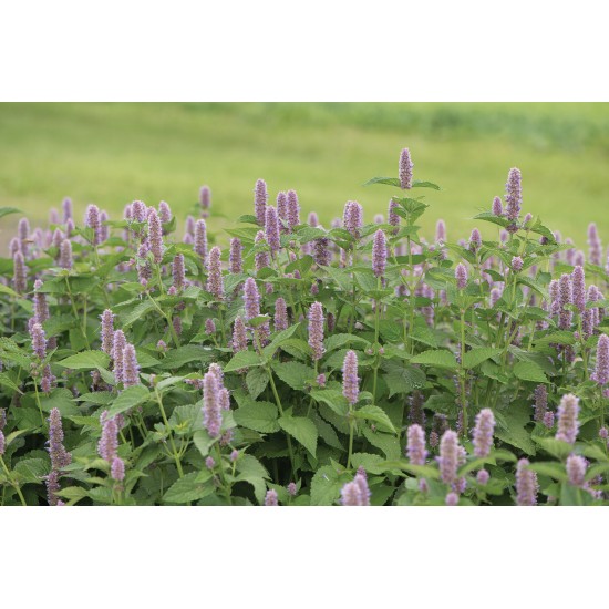 Anise Hyssop - Herb Seed