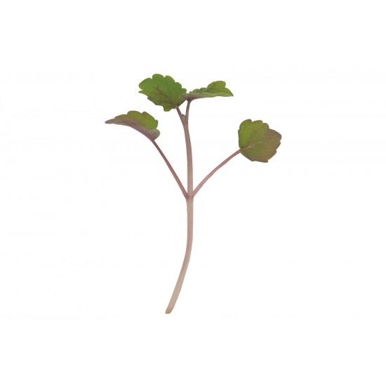 Anise Hyssop - Microgreen Seed