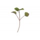 Anise Hyssop - Microgreen Seed
