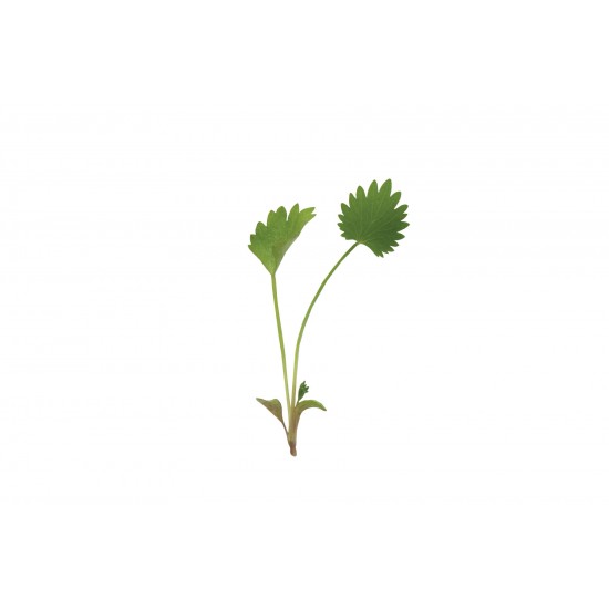 Anise - Microgreen Seed