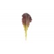 Annapolis - Organic Lettuce Seed