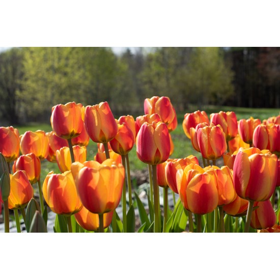 Apeldoorn's Elite - Tulip Bulb