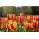 Apeldoorn's Elite - Tulip Bulb