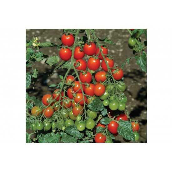 Apero - (F1) Tomato Seed