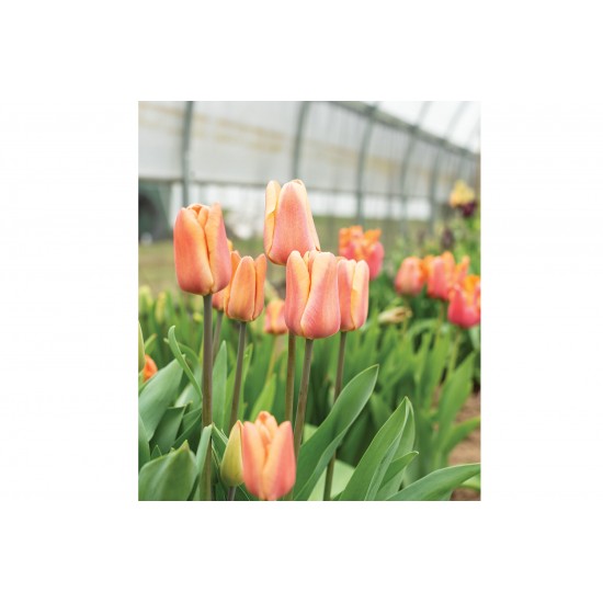 Apricot Foxx - Tulip Bulb