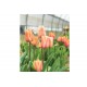 Apricot Foxx - Tulip Bulb