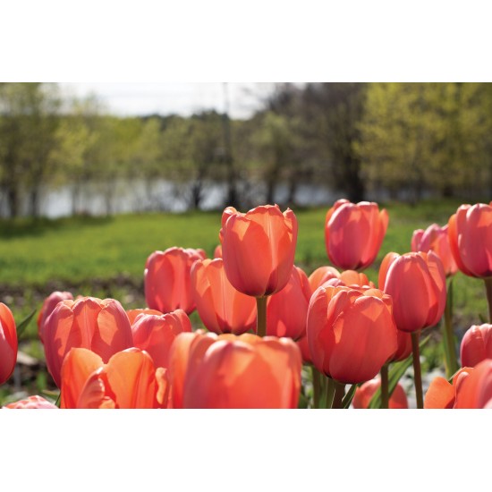 Apricot Impression - Tulip Bulb