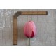 Apricot Impression - Tulip Bulb