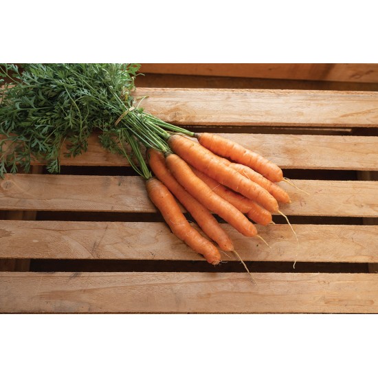 Aranka - (F1) Carrot Seed