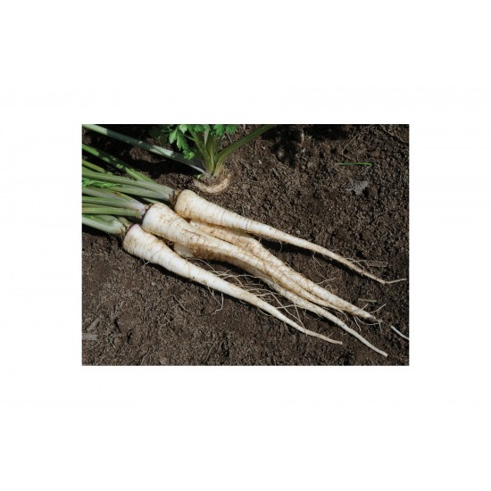 Arat - Root Parsley Seed