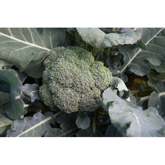 Arcadia - (F1) Broccoli Seed