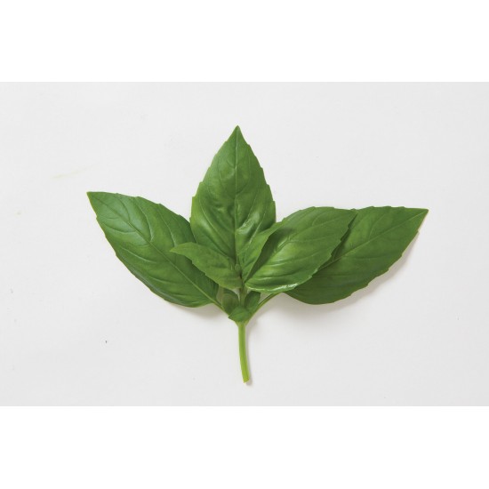 Aroma 2 - Organic Basil Seed