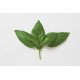 Aroma 2 - Organic  Basil Seed
