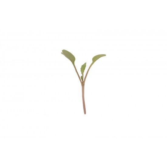 Arugula - Microgreen Seed