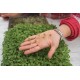 Arugula - Microgreen Seed