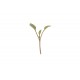 Arugula - Organic Microgreen Seed