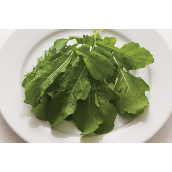 Arugula (Standard) - Salad Arugula Seed