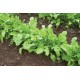 Arugula (Standard) - Salad Arugula Seed