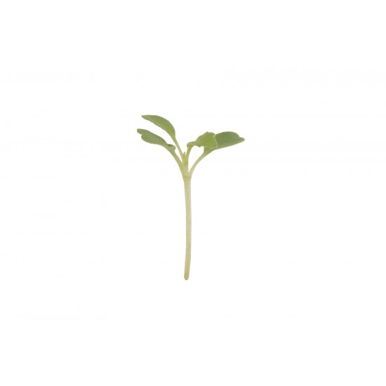 Arugula, Wasabi - Microgreen Seed