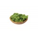 Astro - Salad Arugula Seed