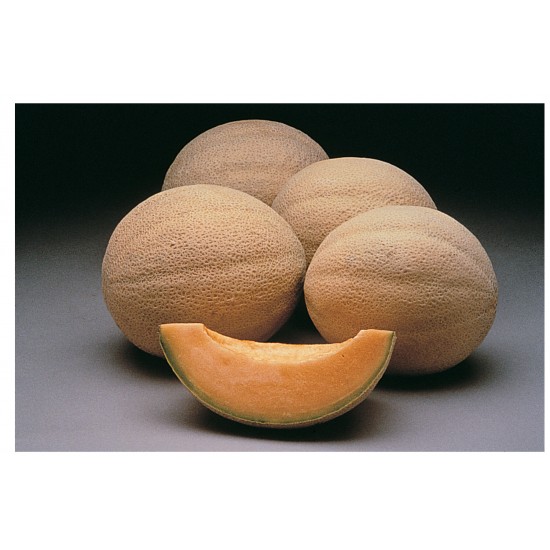 Athena - (F1) Melon Seed