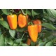 Aura - Organic (F1) Pepper Seed