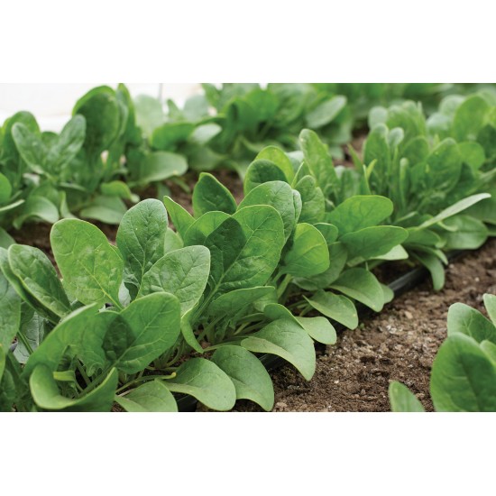 Auroch - (F1) Spinach Seed