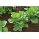 Auvona - Lettuce Seed