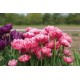 Aveyron - Tulip Bulb