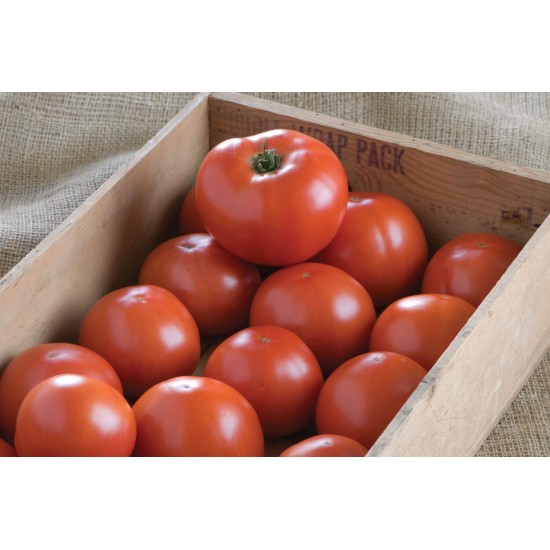 BHN 1021 - (F1) Tomato Seed