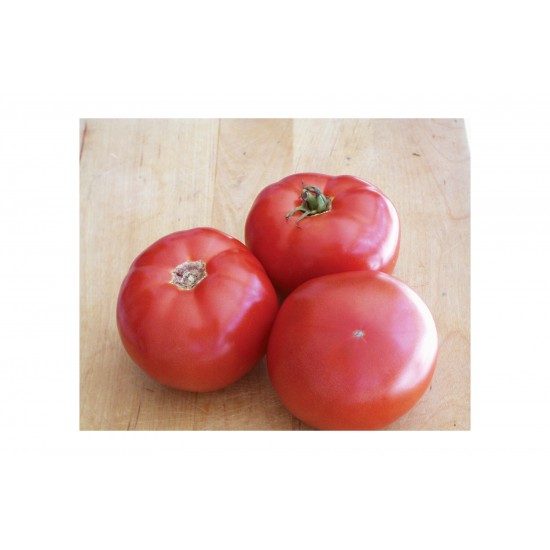 BHN 589 - (F1) Tomato Seed
