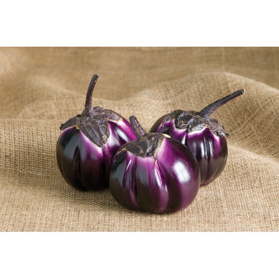 Barbarella - (F1) Eggplant Seed