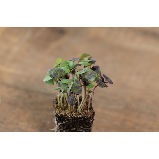 Basil, Bicolor - Organic Microgreen Seed