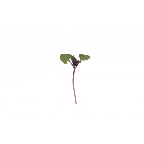 Basil, Bicolor - Organic Microgreen Seed