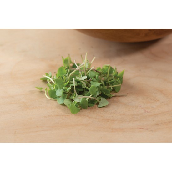 Basil, Cinnamon - Microgreen Seed
